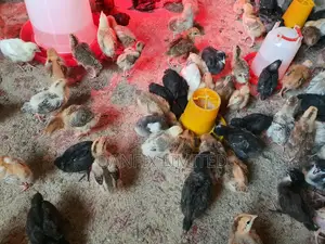 Two Weeks Old Chicks( Improved Kienyeji Chicks)