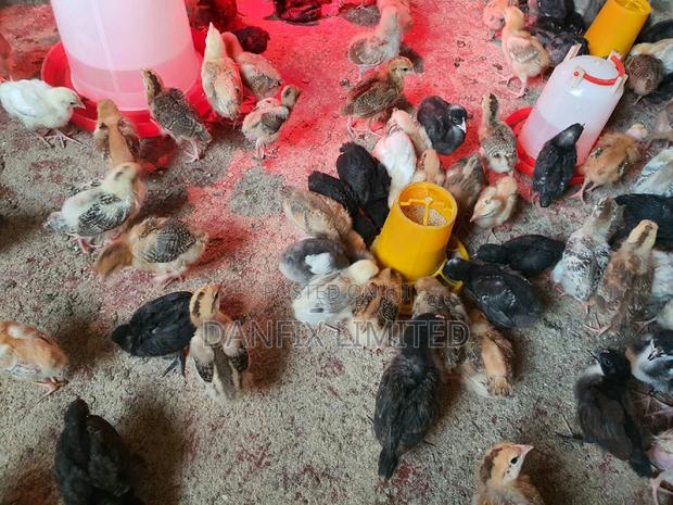 Two Weeks Old Chicks( Improved Kienyeji Chicks) - main view