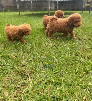 1-3 months Female Purebred Poodle - thumbnail 2