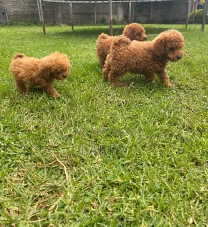 1-3 months Female Purebred Poodle