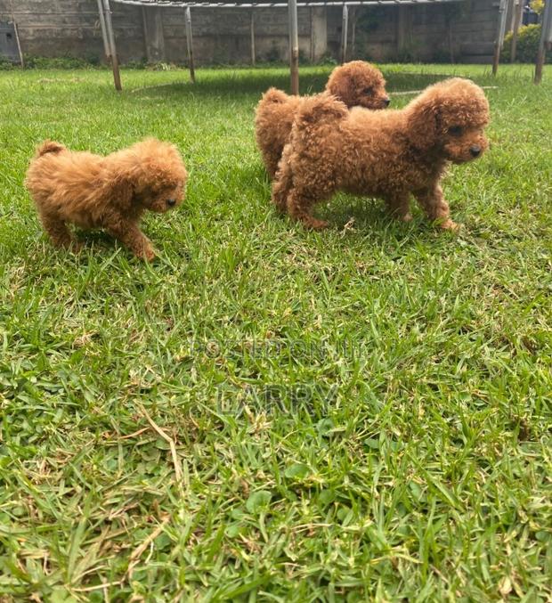 1-3 months Female Purebred Poodle