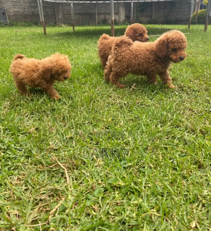1-3 months Female Purebred Poodle