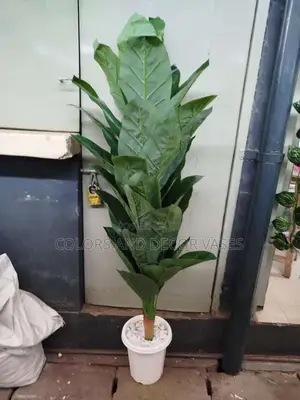 1.6 Green Long Plant Available