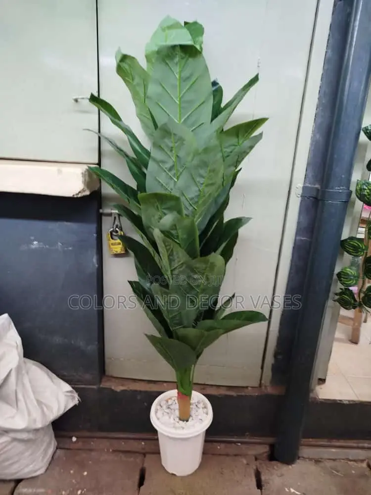 1.6 Green Long Plant Available