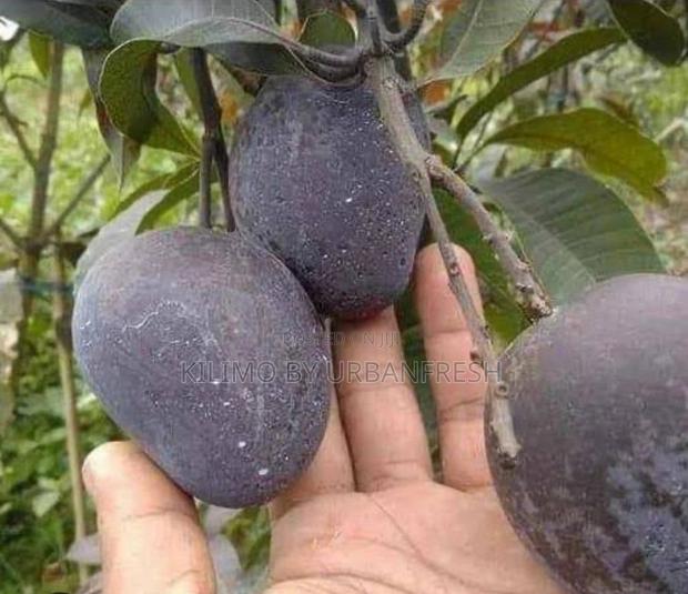 Black Mango Seedlings - thumbnail 3