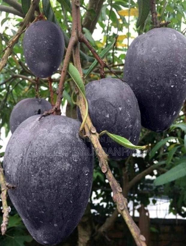 Black Mango Seedlings - main view