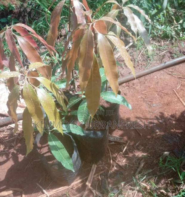 Black Mango Seedlings - thumbnail 4