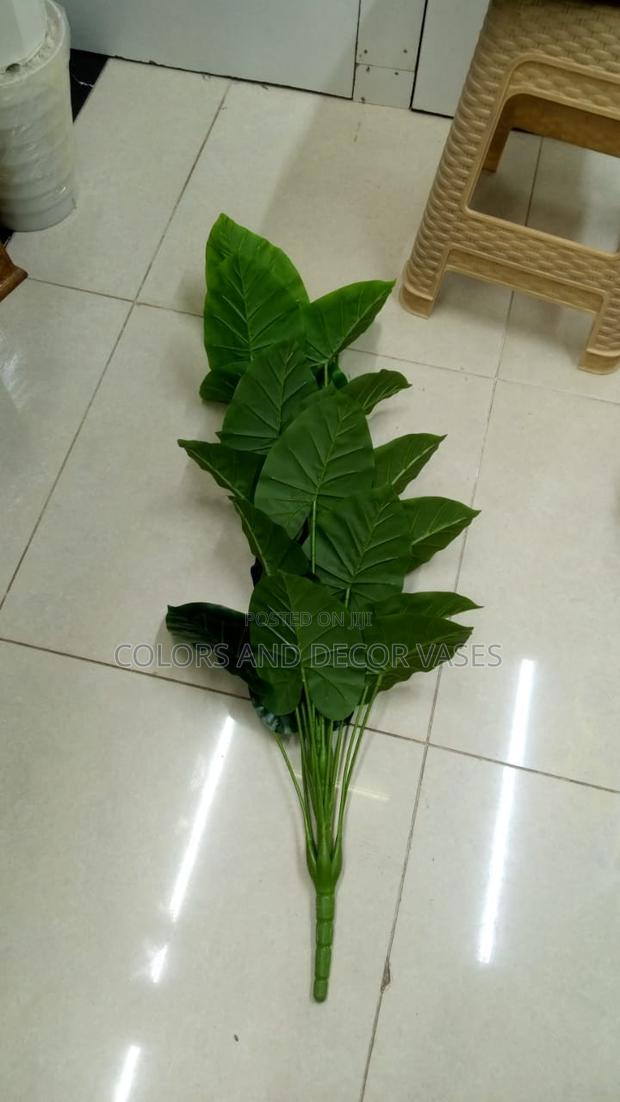 1m Plant KSH Offer Price - main view