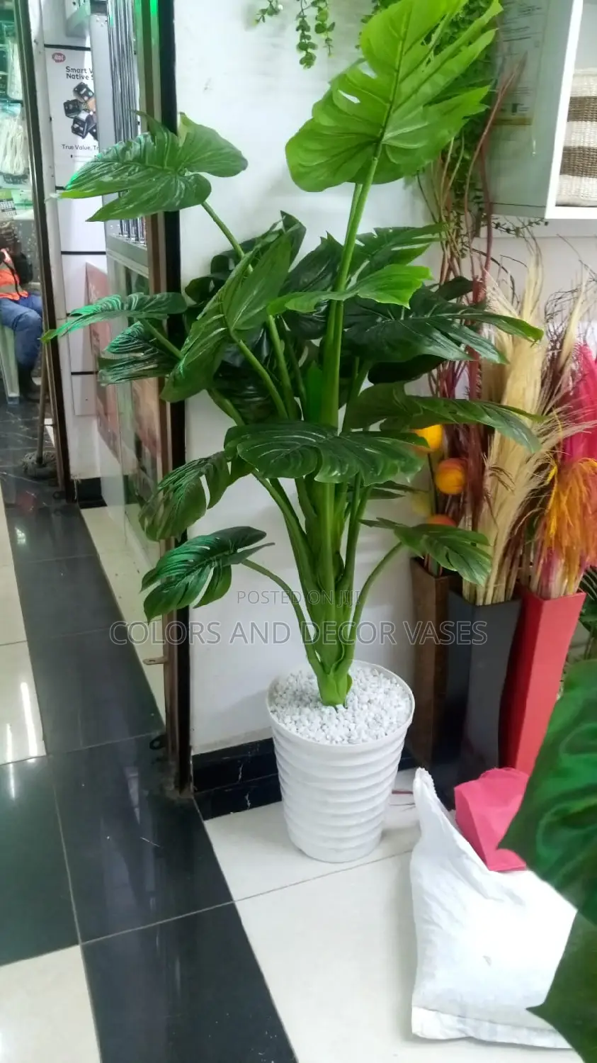 Green Long Monstera Plant With Big Plastic Vase