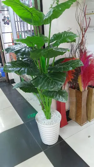 Big Green Plant With Vase and Pebble Stones