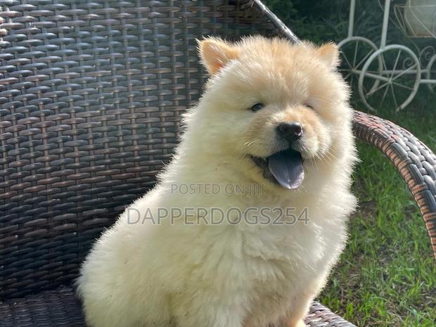 1-3 months Female Purebred Chow Chow