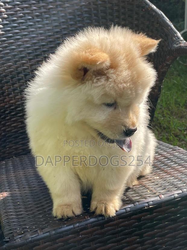 1-3 months Female Purebred Chow Chow - thumbnail 6
