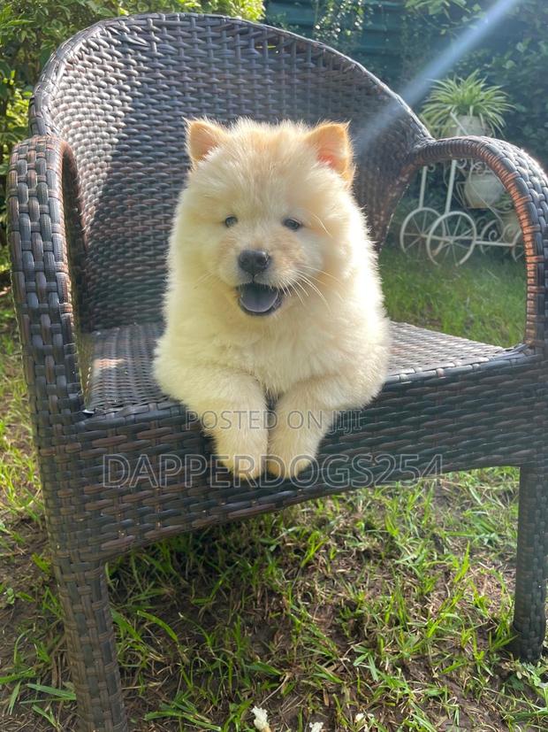 1-3 months Female Purebred Chow Chow - thumbnail 2