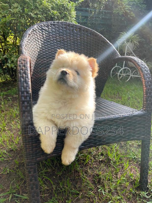 1-3 months Female Purebred Chow Chow - thumbnail 4