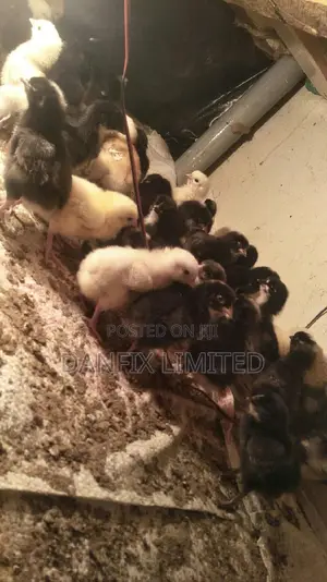 One Week Old Chicks 130