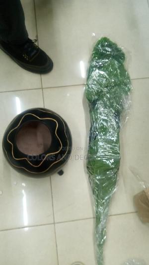 Plant Plus Calabash Offer Price - thumbnail 2