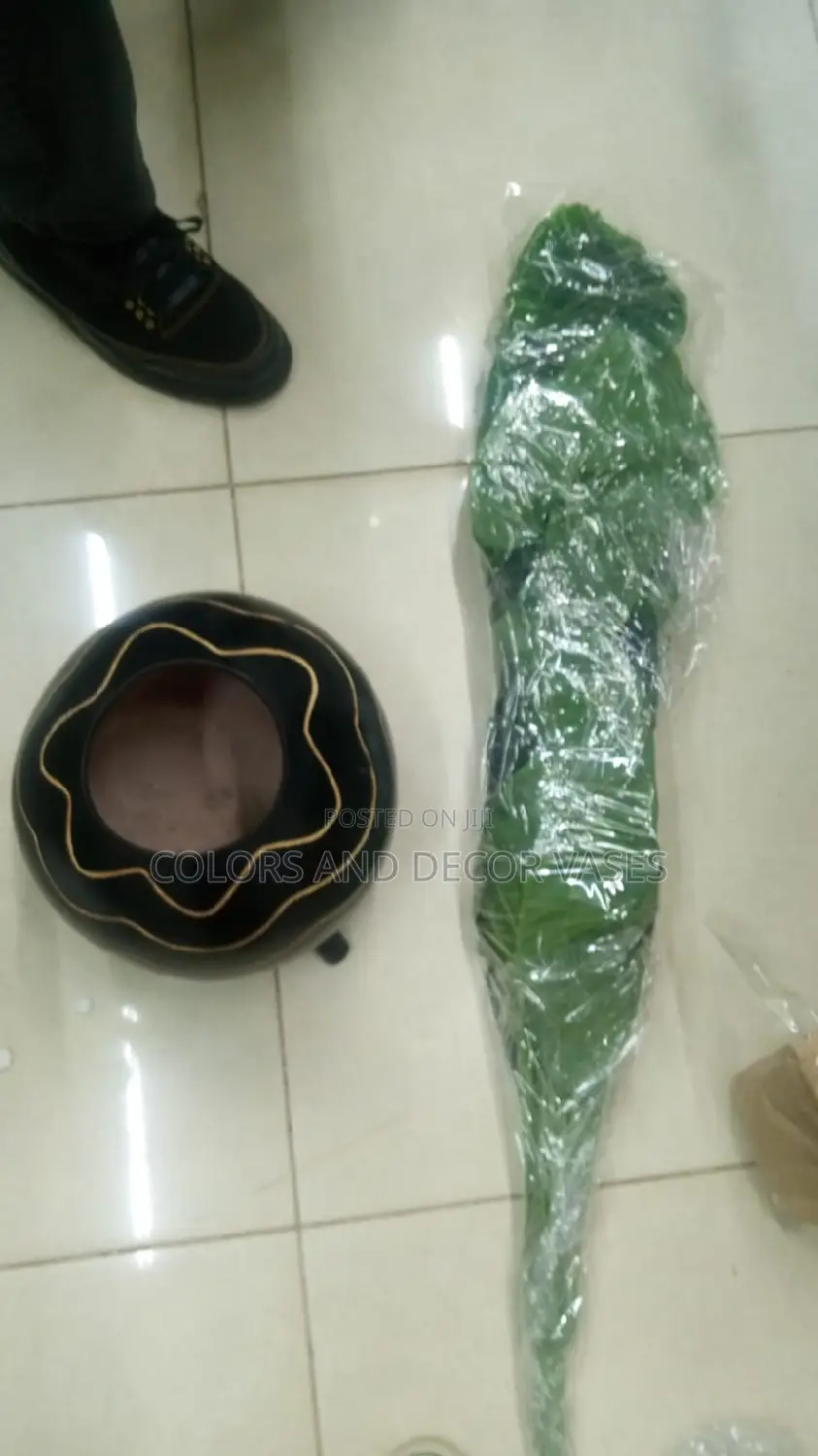Plant Plus Calabash Offer Price