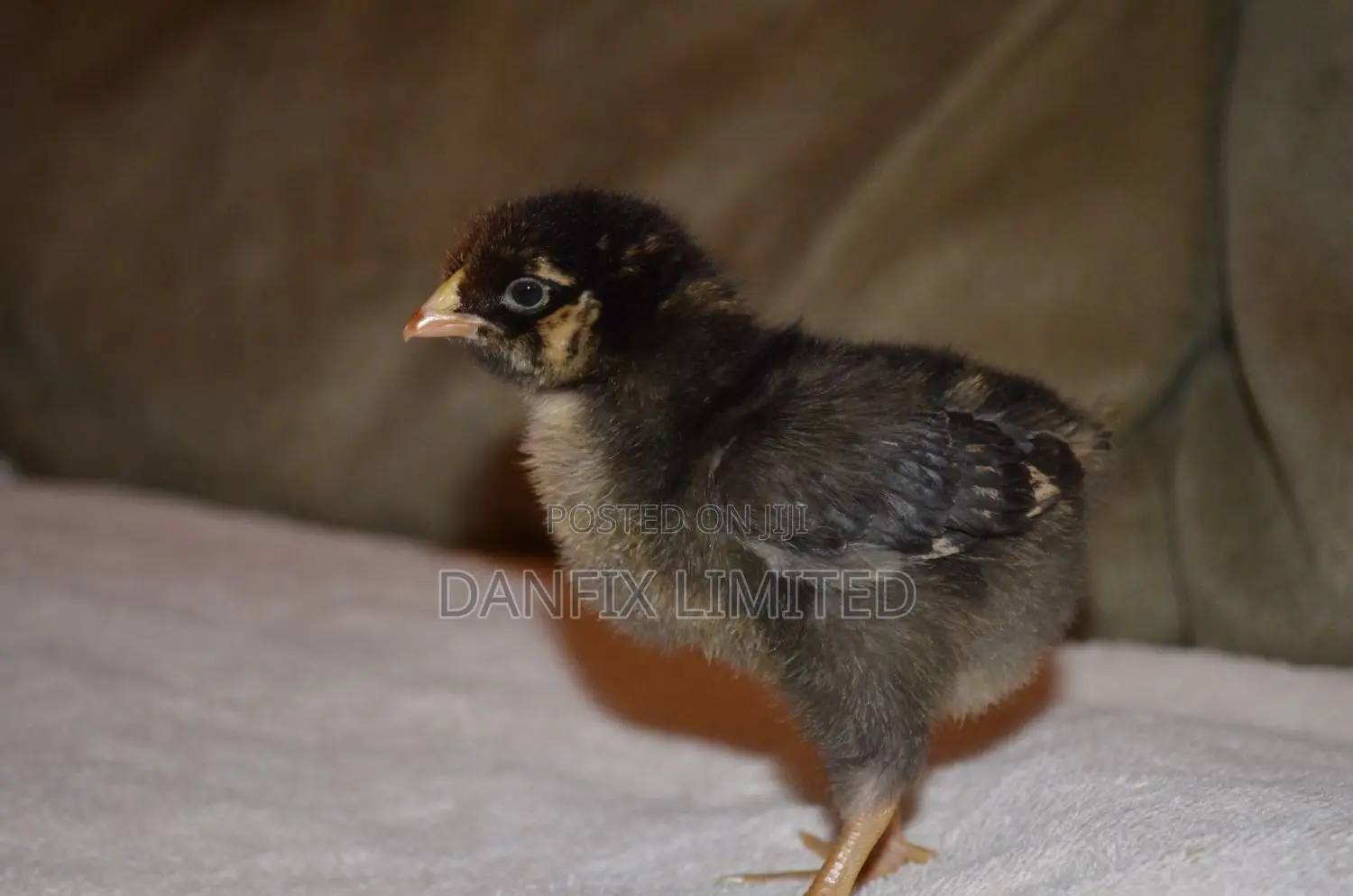 One Week Old Improved Kienyeji