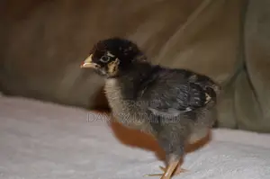 One Week Old Improved Kienyeji