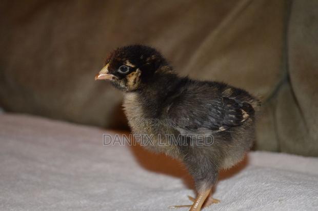 One Week Old Improved Kienyeji - main view