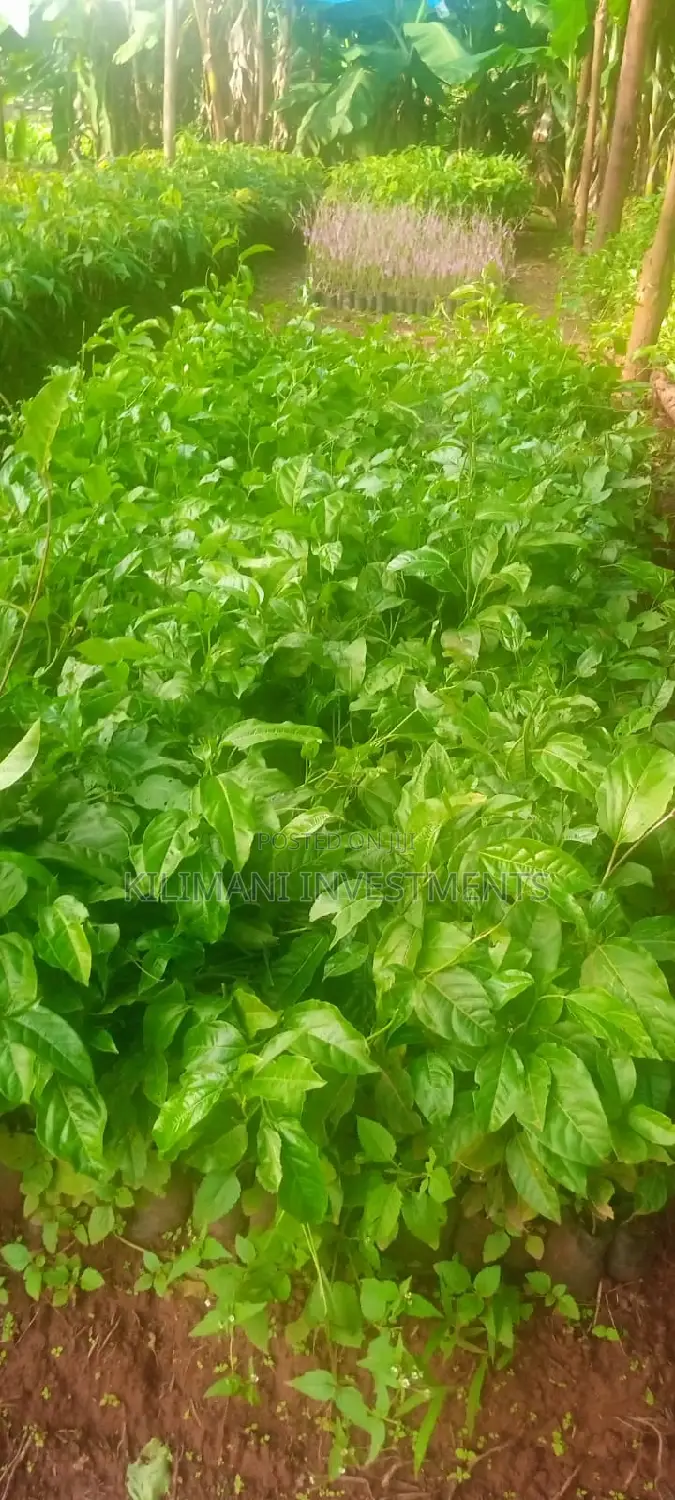 Seeds Grafted Fruit Seedlings All Varieties Along Ngong Road