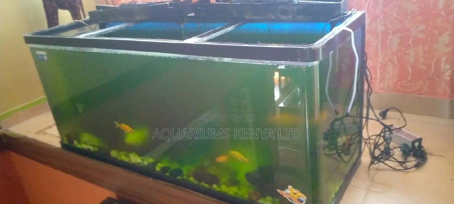 Aquarium Maintainance Service