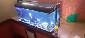 Aquarium Maintainance Service