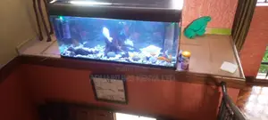Aquarium Cleaning Services