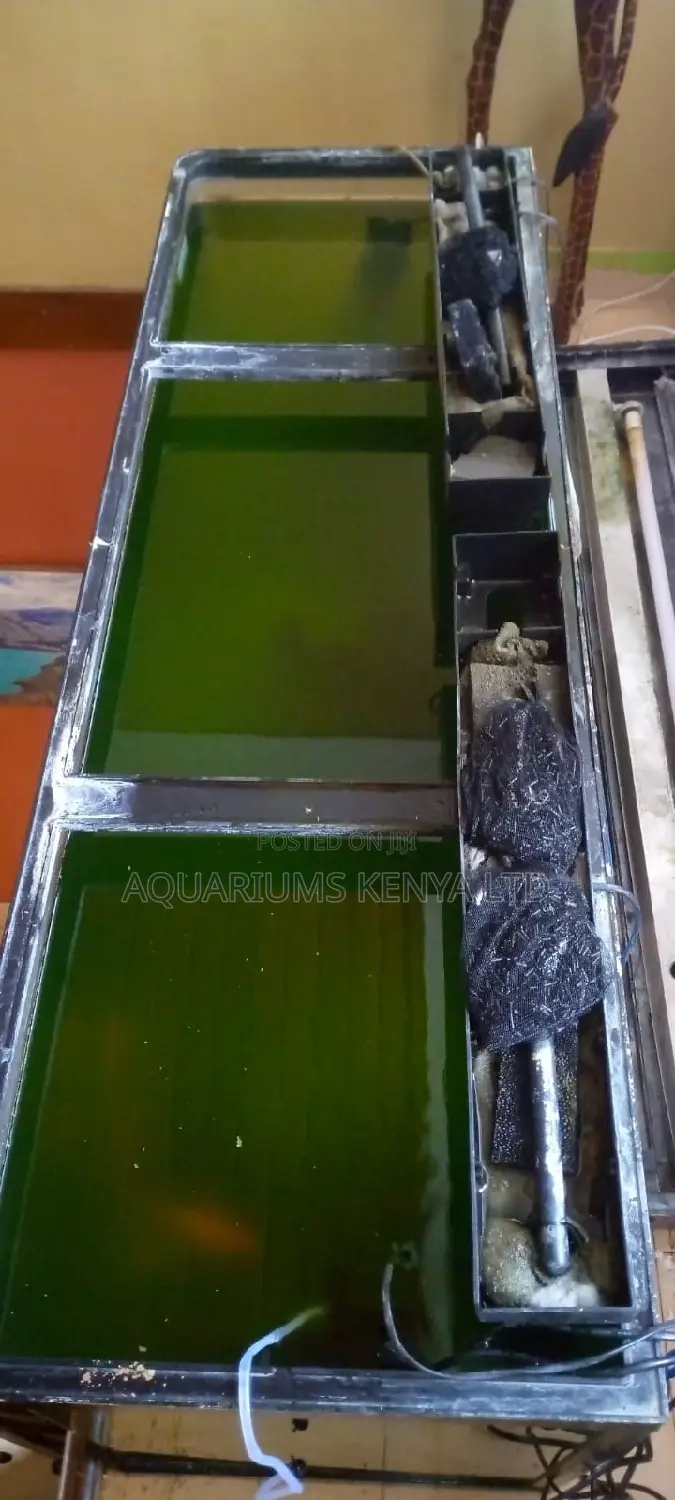 Aquarium Cleaning Services