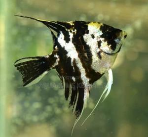 Mabble Angel Fish , Quality - thumbnail 2