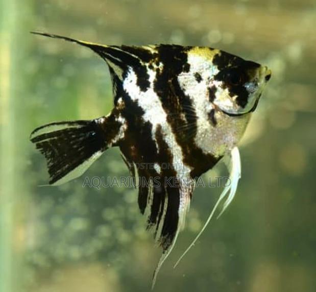 Mabble Angel Fish , Quality - main view