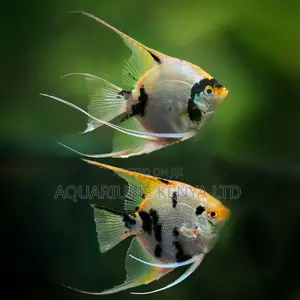 Gold Nose Angelfish