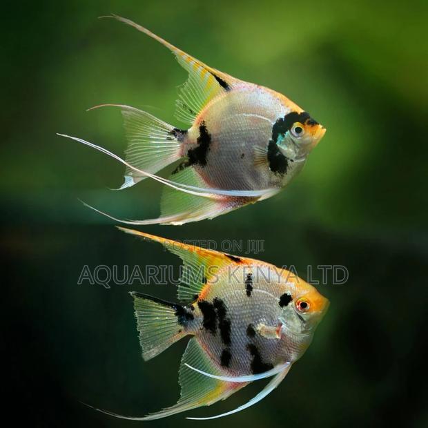 Gold Nose Angelfish - main view