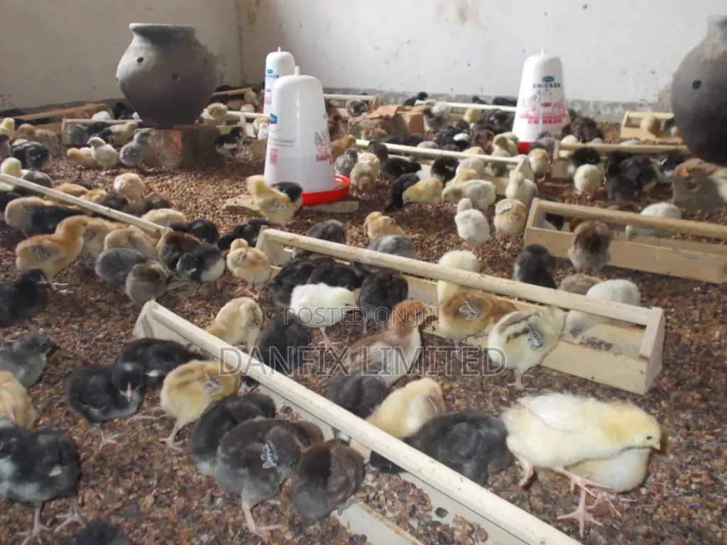 One Week Old,Improved Kienyeji Chicks