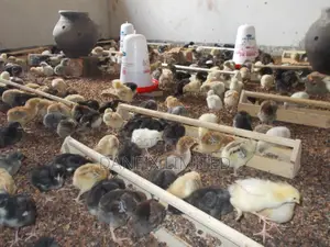 One Week Old,Improved Kienyeji Chicks