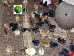 One Week Vaccinated Improved Kienyeji Chicks - thumbnail 2