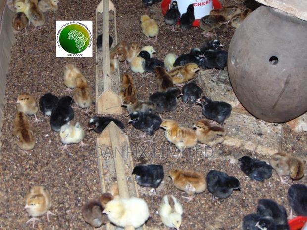 One Week Vaccinated Improved Kienyeji Chicks - main view