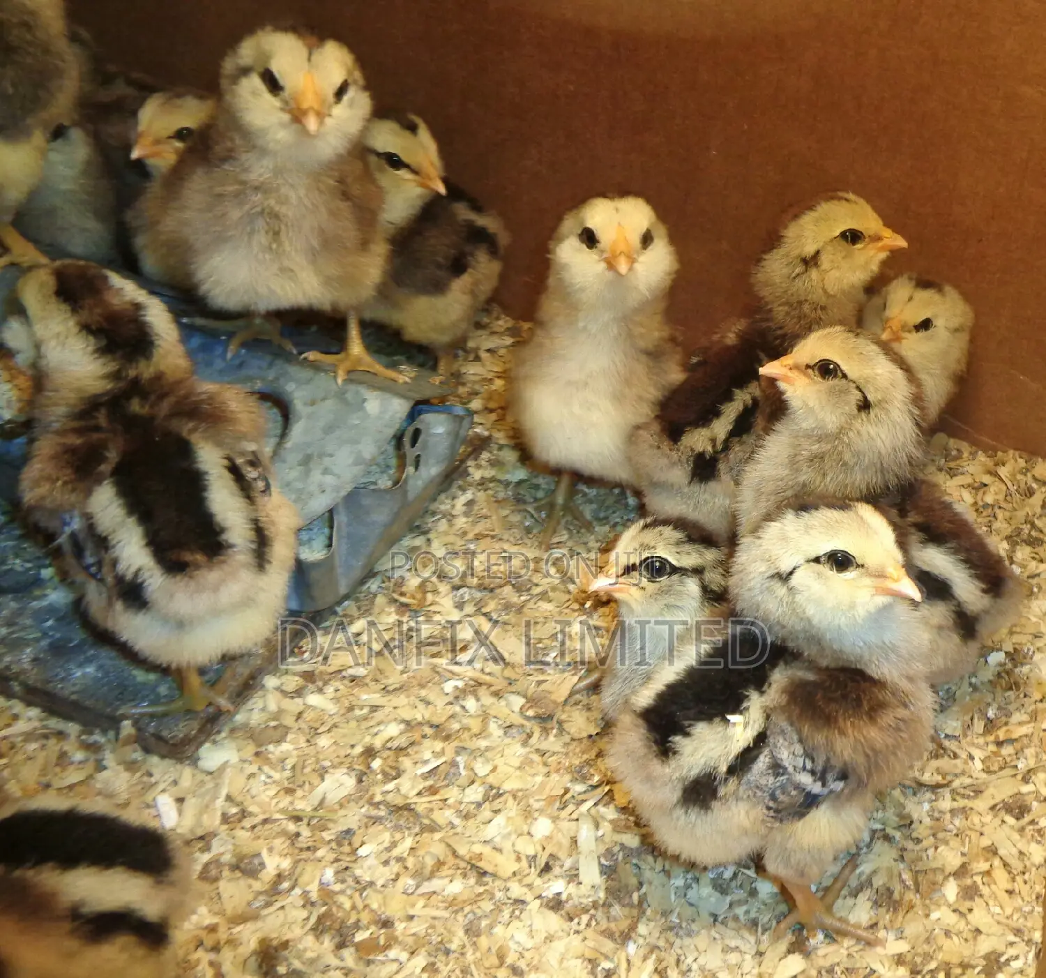 One Week Old Kali,Improved Kienyeji Chicks