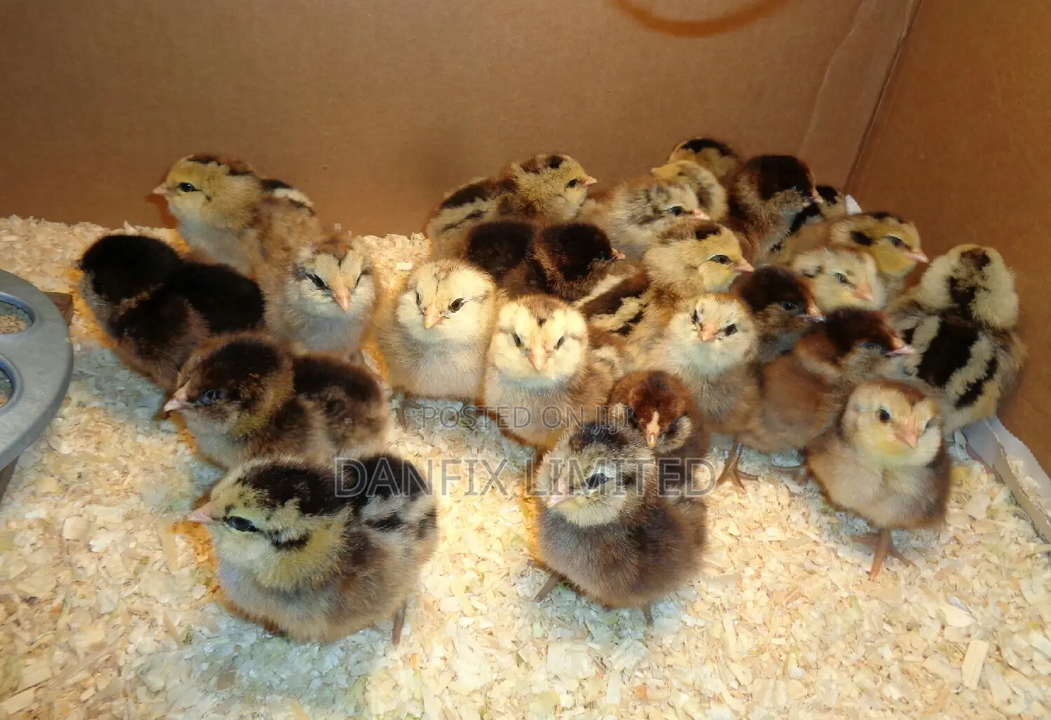 Day Old Improved Kienyeji Kali Breeds Chick