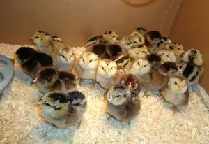 Day Old Improved Kienyeji Kali Breeds Chick