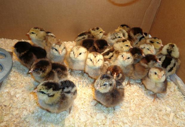 Day Old Improved Kienyeji Kali Breeds Chick