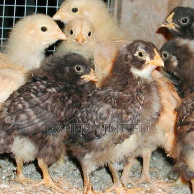 3weeks Kali Breed Chicks at 180 - main view