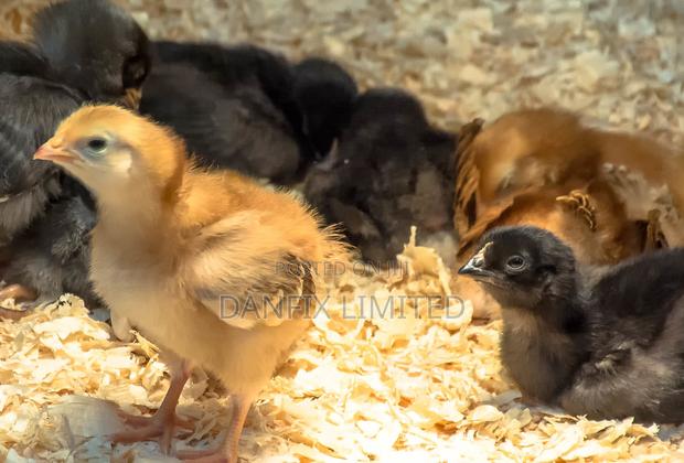 3weeks Kali Breed Chicks at 180 - thumbnail 3