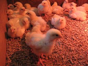 2weeks Old Kali Breed Improved - thumbnail 2