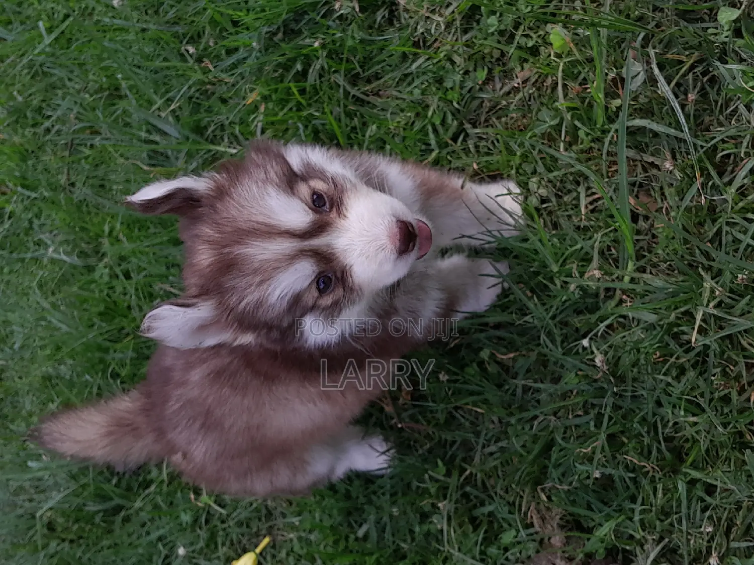 1-3 months Male Purebred Siberian Husky