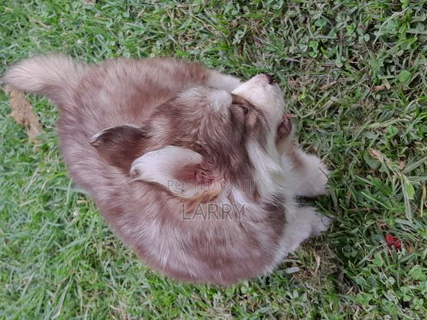 1-3 months Female Purebred Siberian Husky - main view