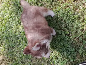 1-3 months Female Purebred Siberian Husky