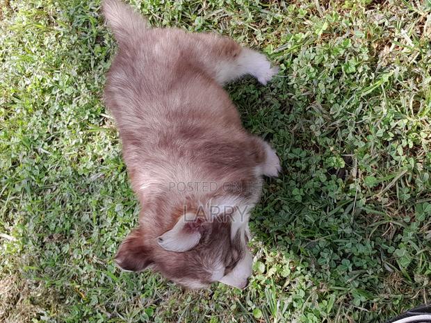 1-3 months Female Purebred Siberian Husky - thumbnail 3