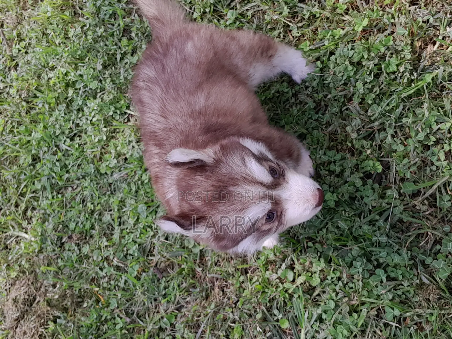 1-3 months Female Purebred Siberian Husky