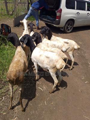 Black Head Persian - main view